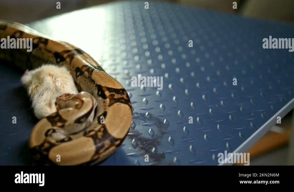 Eat snakes Stock Videos & Footage - HD and 4K Video Clips - Alamy