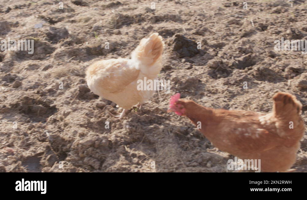 Chickens eating grains in the field of a farm with green grass. Close