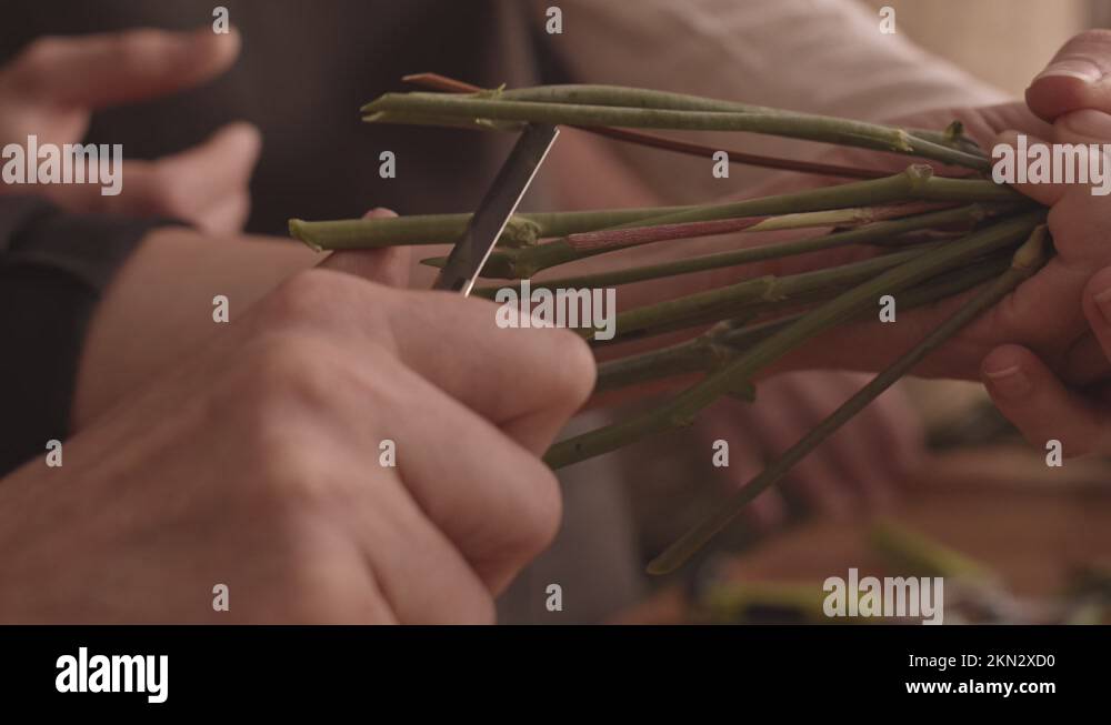 Short flower stems Stock Videos & Footage HD and 4K Video Clips Alamy