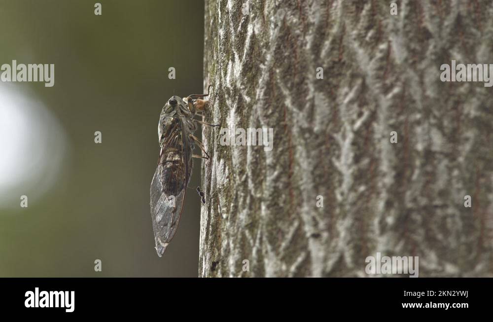 Cicada and ant Stock Videos & Footage HD and 4K Video Clips Alamy