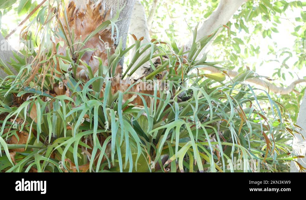 Bifurcatum Stock Videos & Footage HD and 4K Video Clips Alamy