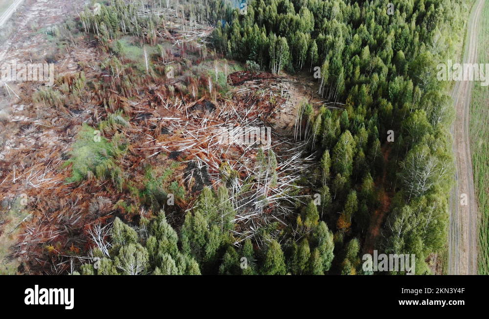 Burn damaged trees Stock Videos & Footage - HD and 4K Video Clips - Alamy