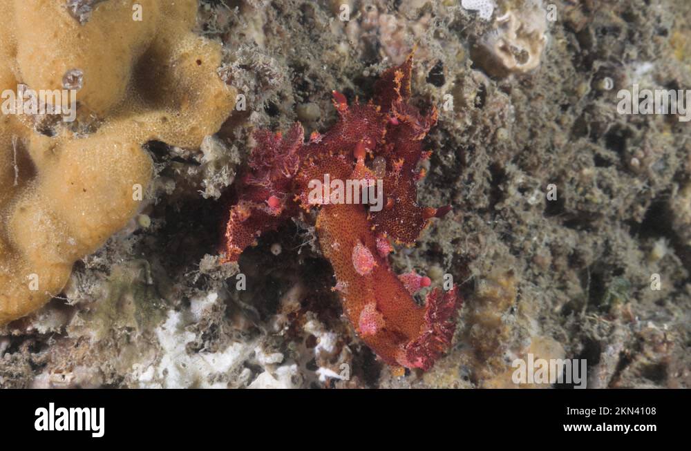 Mating behavior of sea slugs showing their reproduction organs in a