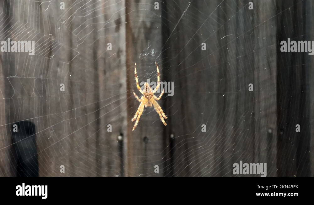 Spider dorsal view Stock Videos & Footage HD and 4K Video Clips Alamy