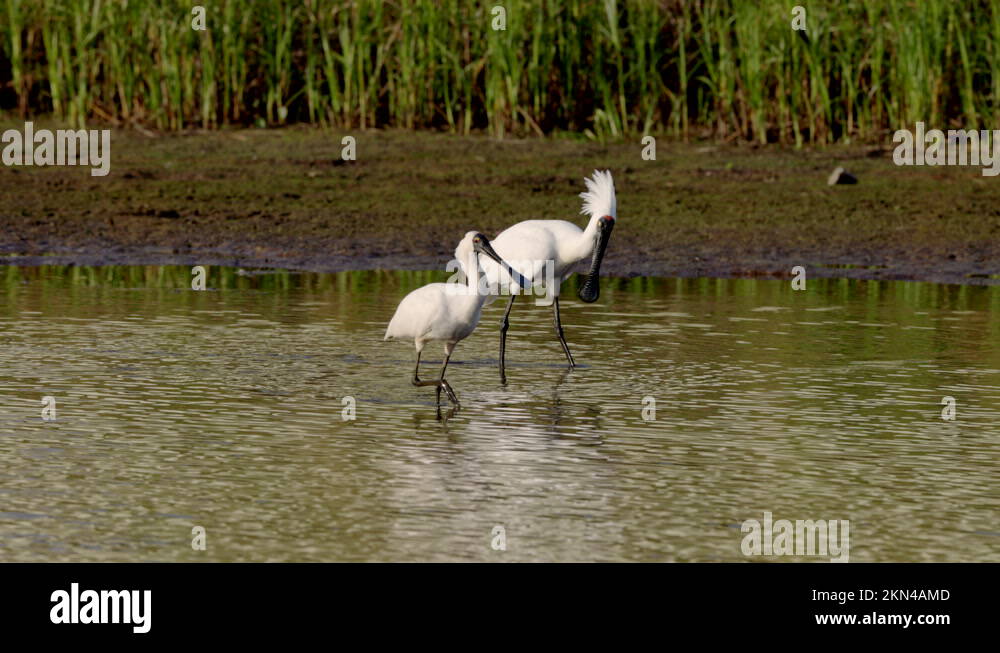 Royal spoonbill Stock Videos & Footage - HD and 4K Video Clips - Alamy