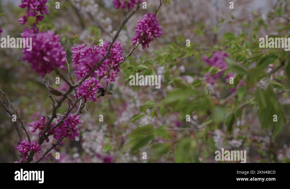 Kyoto flowers Stock Videos & Footage HD and 4K Video Clips Alamy