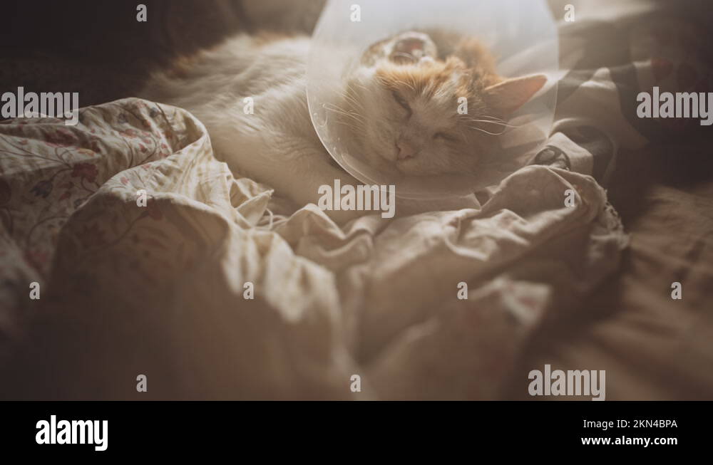 Ill cat in a bed. Amputated ear following ear cancer. Squamous Cell