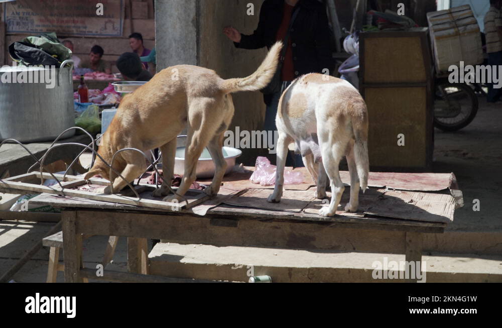 two stray dogs eating leftovers from a street food stall, Vietnam Stock