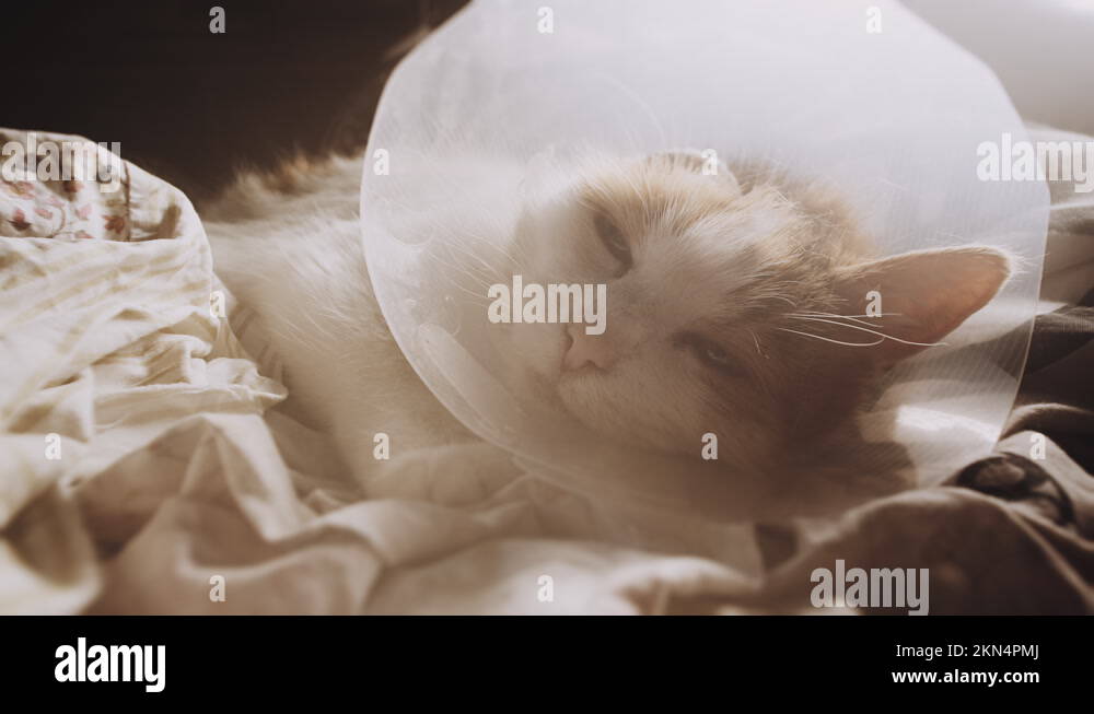 Ill cat in a bed. Amputated ear following ear cancer. Squamous Cell