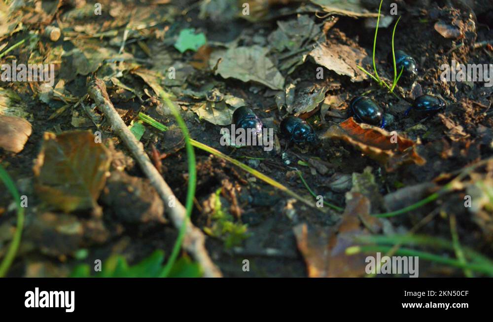 Wood eating beetle Stock Videos & Footage HD and 4K Video Clips Alamy