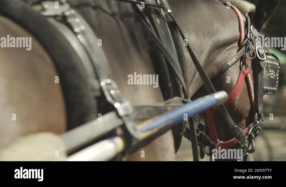 Close up shot brown horse riding on Nyc Central Park guided carriage