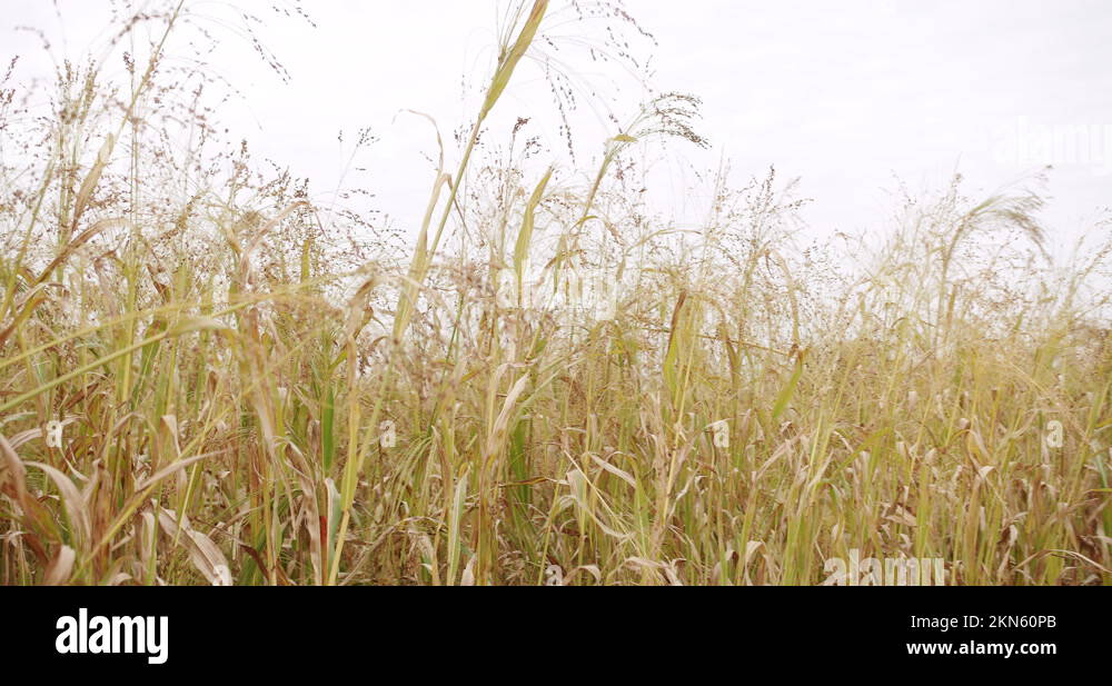and corn plant, prepared for harvesting agricultural land in Europe Stock Video Footage