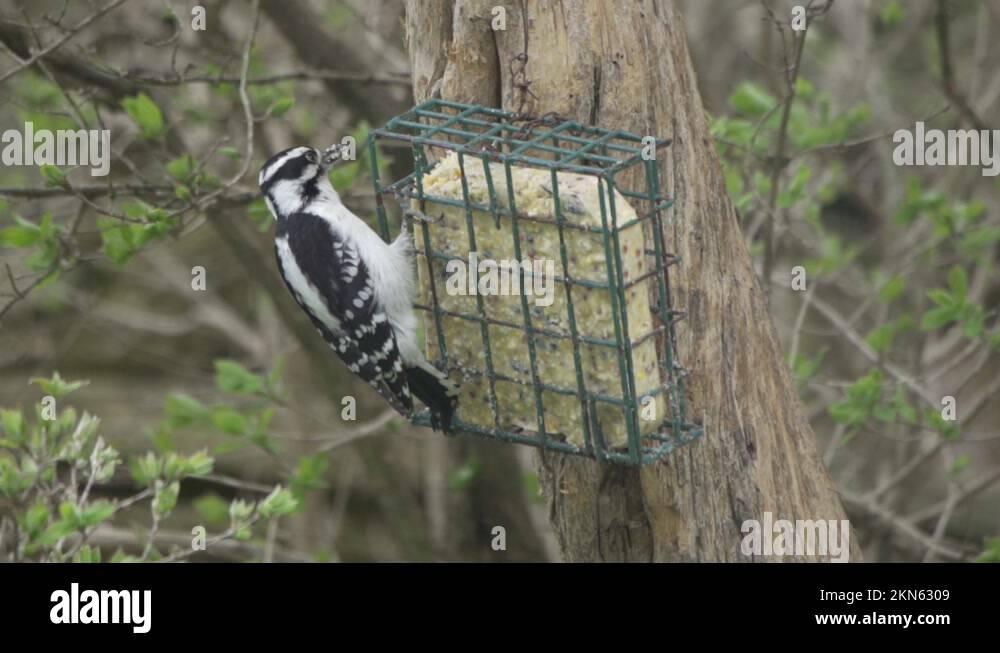 Female Hairy Woodpecker grabbing food from suet feeder and keeping in
