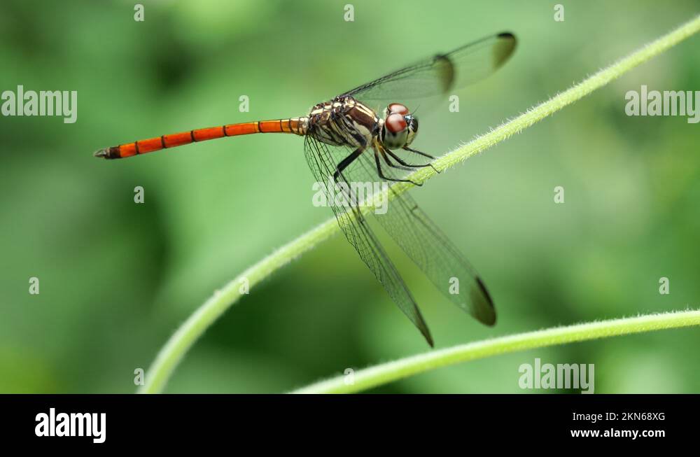 Asiatic Blood Tail dragonfly on plant leaf with natural green