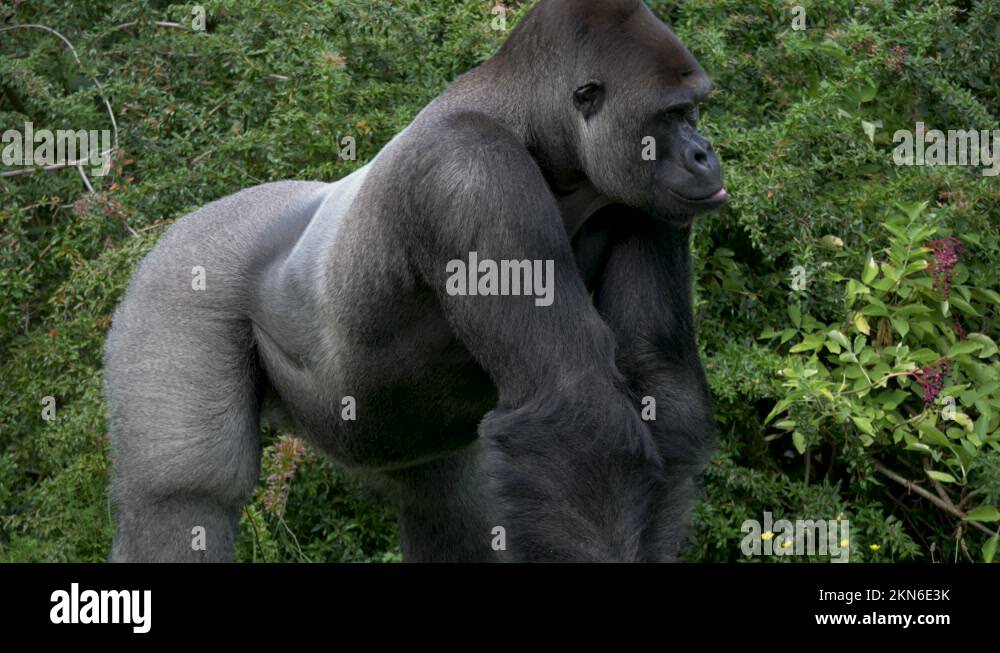 Silverback Strong Powerful ape Stock Videos & Footage - HD and 4K Video Clips - Alamy