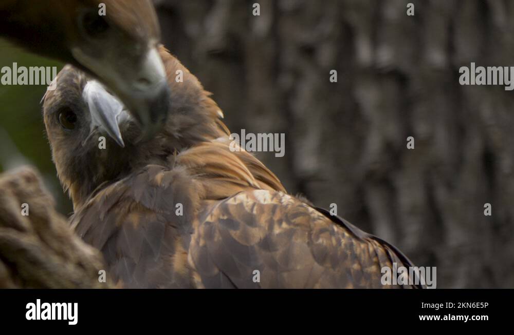 Majestic eagles Stock Videos & Footage HD and 4K Video Clips Alamy