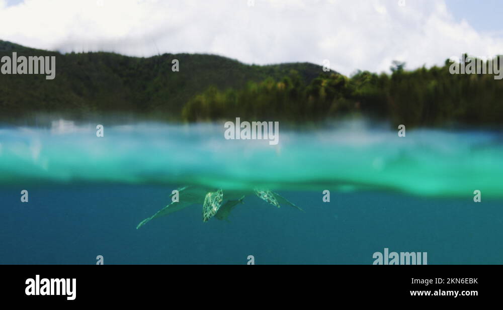 Sea Turtle Breaching Water Surface of Ocean by St. Johns, Virgin ...