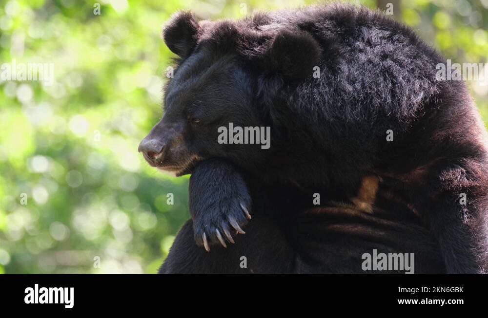 Nose moving and closing its eyes, head on its arm, trying to sleep with