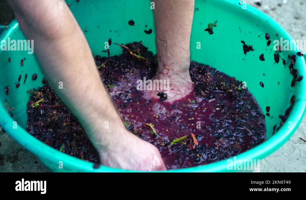 Grapetreading or grapestomping in traditional winemaking. Senior