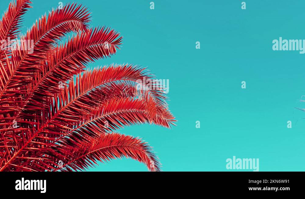 Red palm tree Stock Videos & Footage HD and 4K Video Clips Alamy