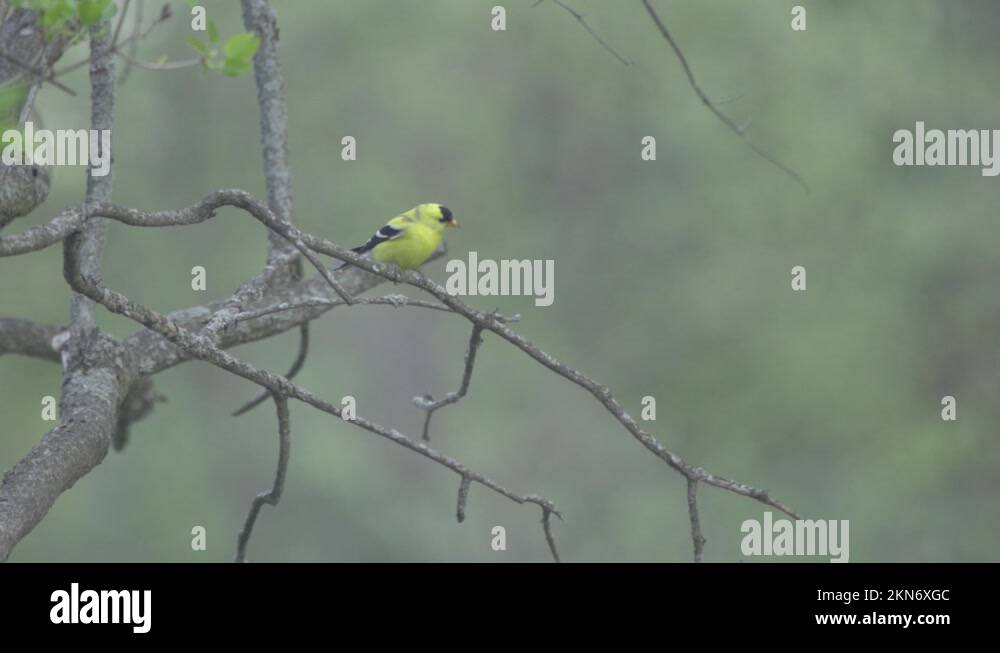 North american finch Stock Videos & Footage - HD and 4K Video Clips - Alamy