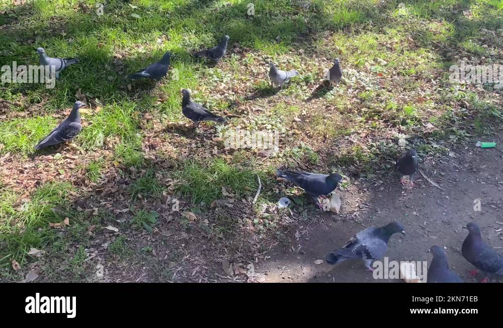 Urban bird Stock Videos & Footage - HD and 4K Video Clips - Alamy