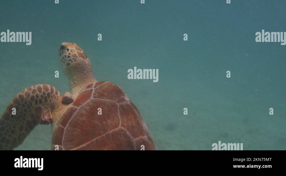 Caribbean sea turtle Stock Videos & Footage - HD and 4K Video Clips - Alamy
