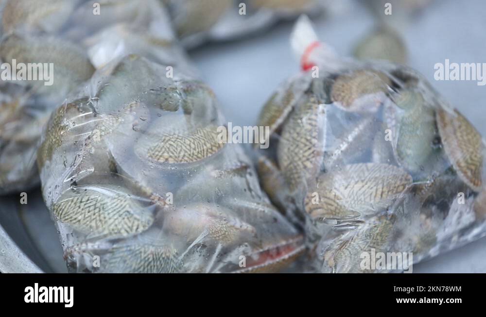 Plastic clam shell Stock Videos & Footage HD and 4K Video Clips Alamy