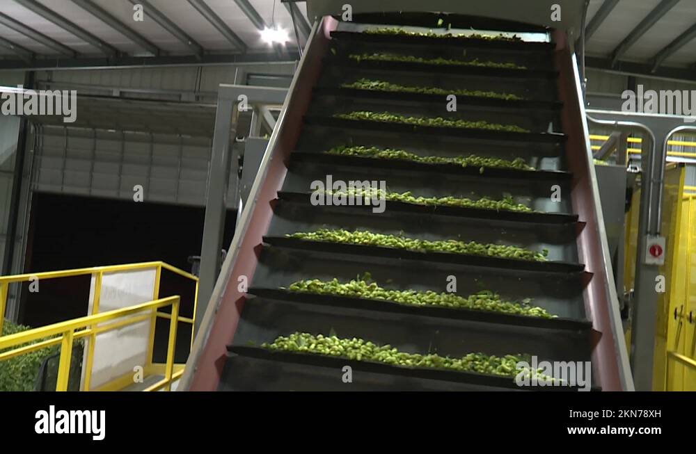 Making beer Stock Videos & Footage HD and 4K Video Clips Alamy