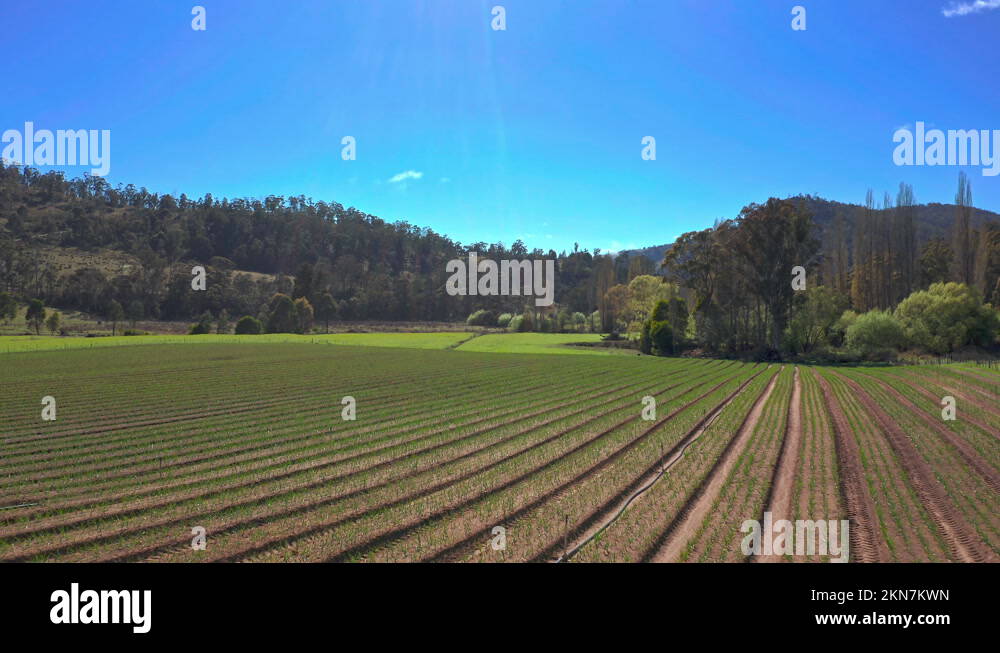 Australia tasmania agriculture field Stock Videos & Footage HD and 4K