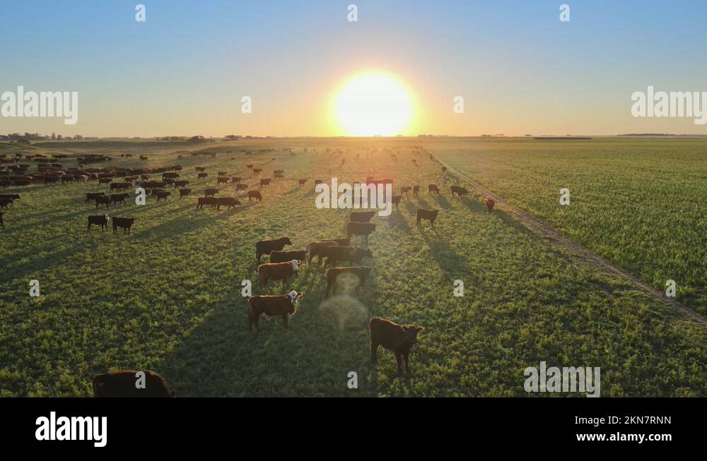 Rotational grazing implemented by using electric fence, smart farming