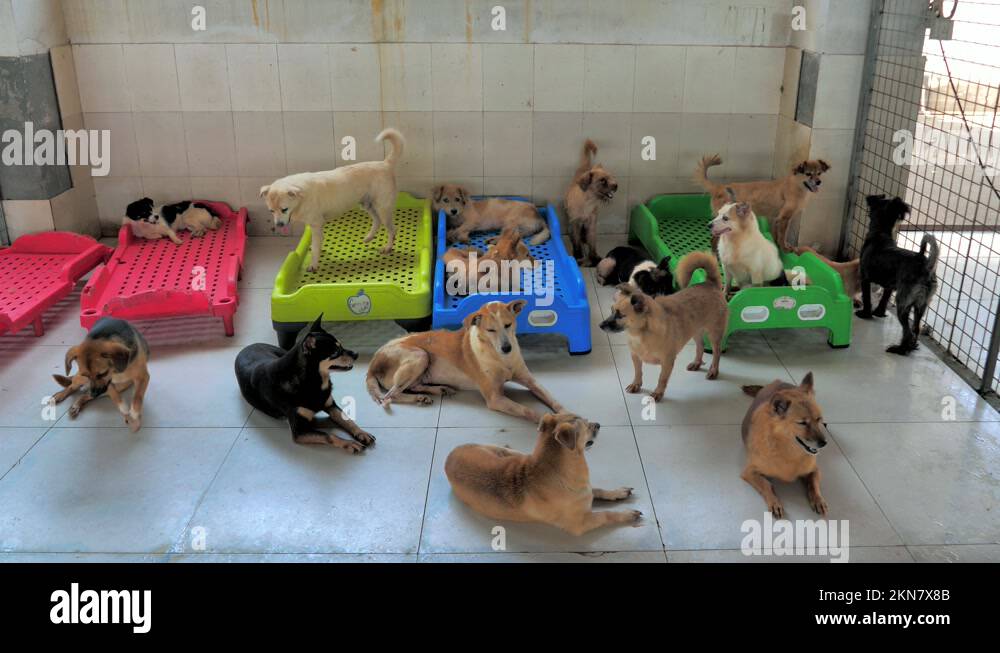 Unwanted and homeless dogs are lying on the floor in animal shelter