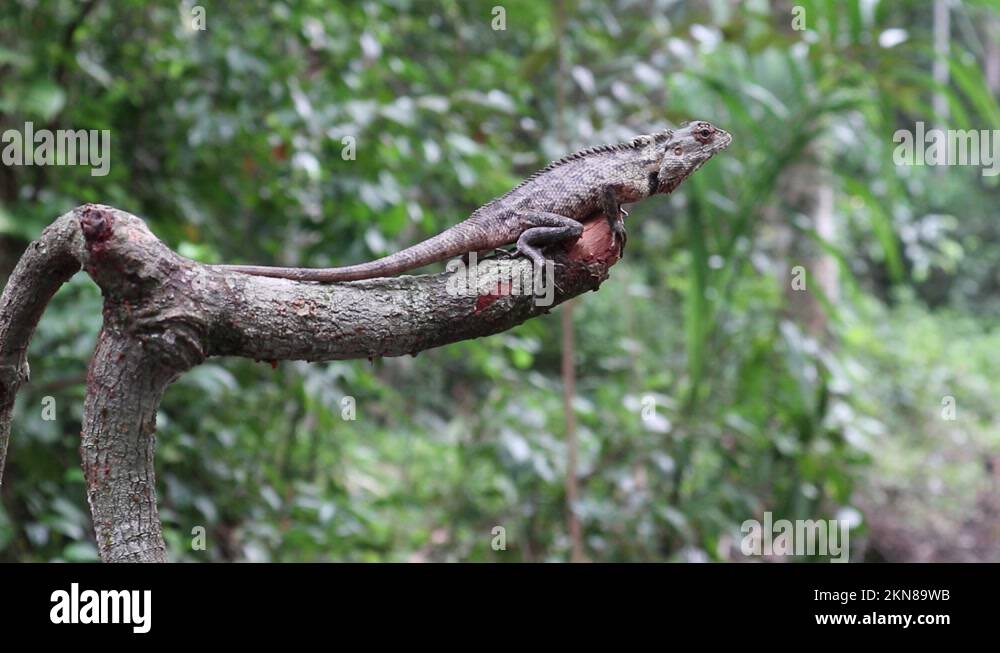 Mosquitosucking Stock Videos & Footage HD and 4K Video Clips Alamy