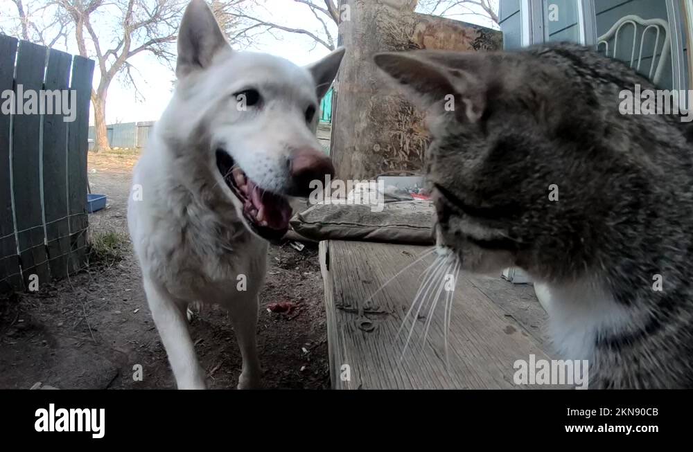 Dog licks cat Stock Videos & Footage HD and 4K Video Clips Alamy