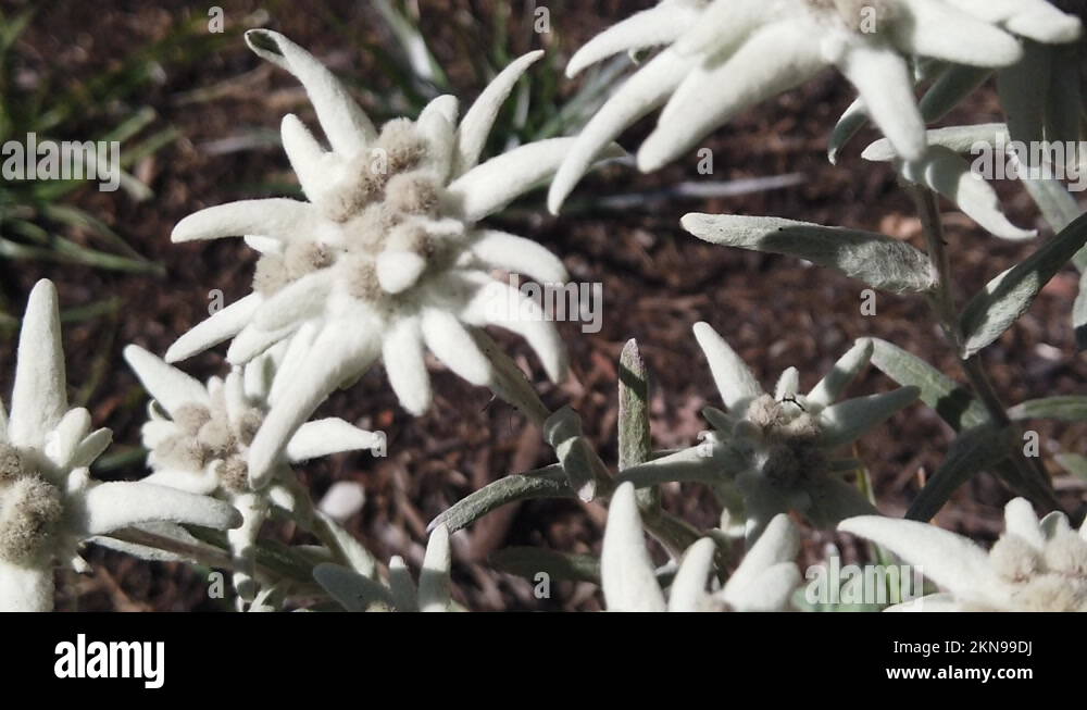 Closeup of a national flower of Austria called Edelweiss Stock Video