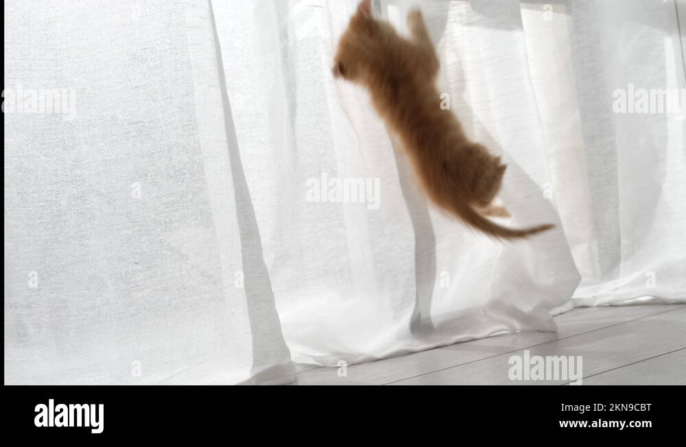 two curious kittens cats playing with white curtains, hanging, jump up