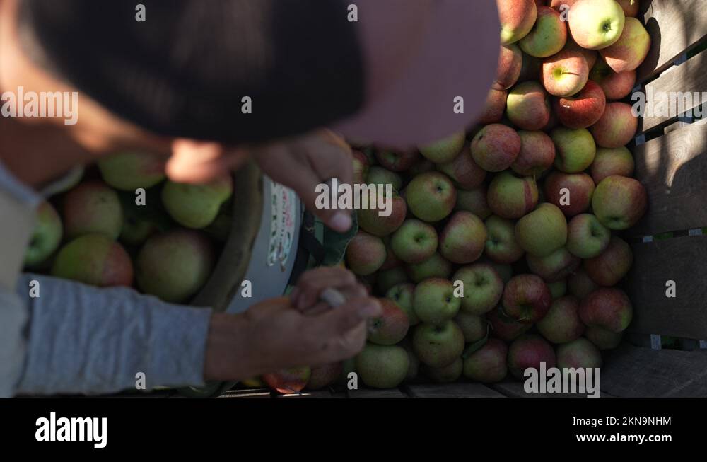 Overhead Pickers Overhead slow motion view of fruit picker pouring apples into large bin ...