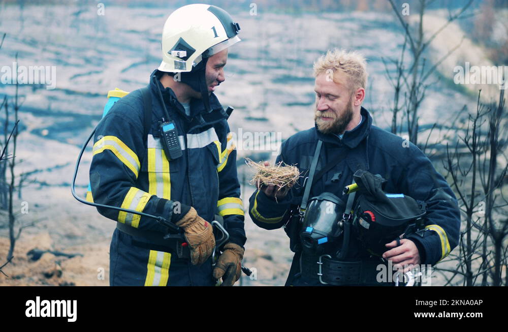 Fire nest Stock Videos & Footage HD and 4K Video Clips Alamy