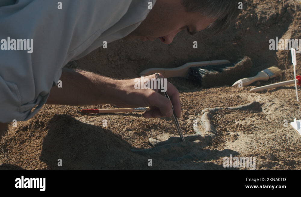 Male archaeologist bone Stock Videos & Footage HD and 4K Video Clips