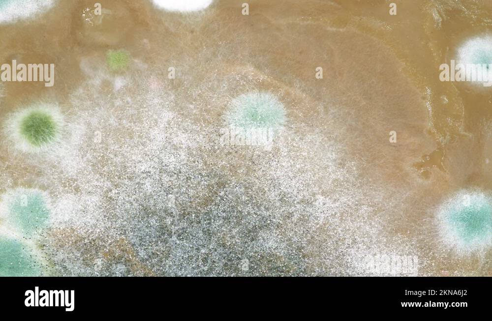 Mold on mushroom Stock Videos & Footage HD and 4K Video Clips Alamy