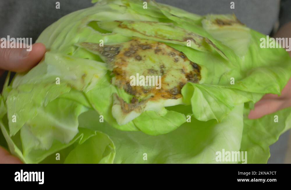 Rotten cabbage Stock Videos & Footage HD and 4K Video Clips Alamy