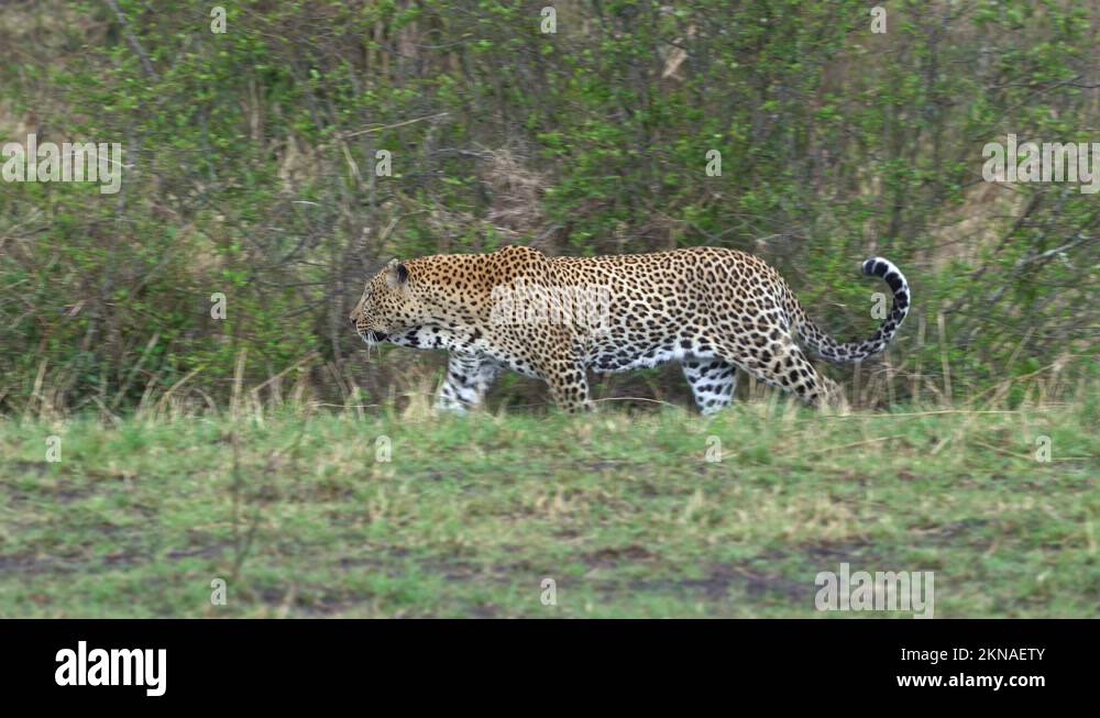 Leopard panther panthera pardus walking Stock Videos & Footage - HD and ...