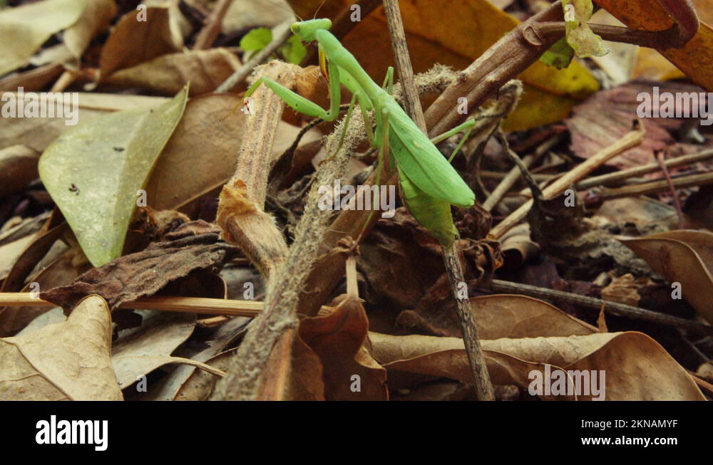 Green praying mantis walking on the forest floor and climbing up and