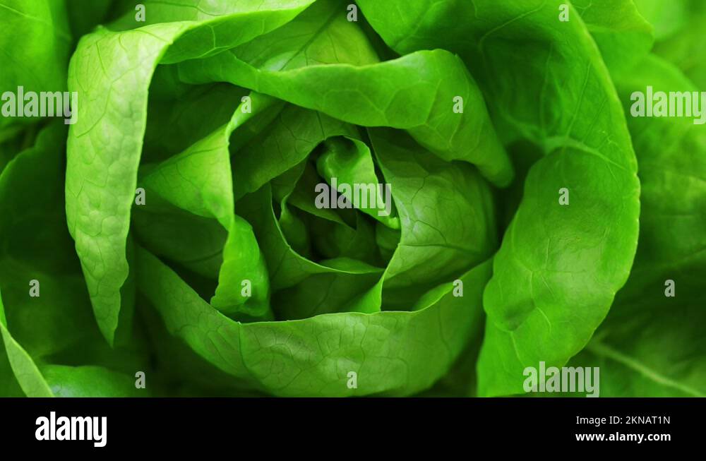 Boston lettuce Stock Videos & Footage HD and 4K Video Clips Alamy