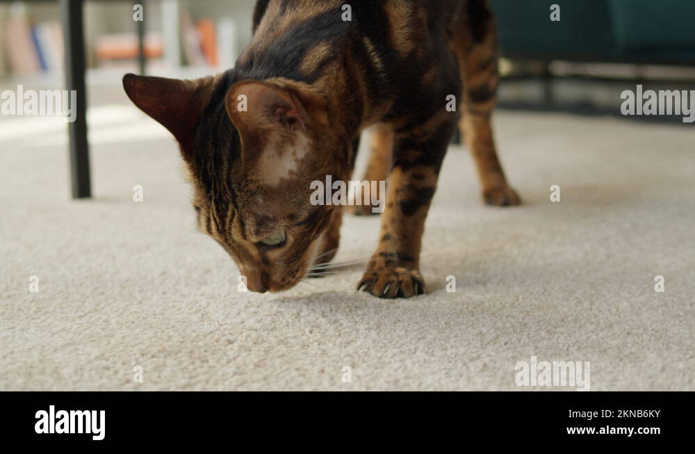 Domestic cat claws Stock Videos & Footage HD and 4K Video Clips Alamy
