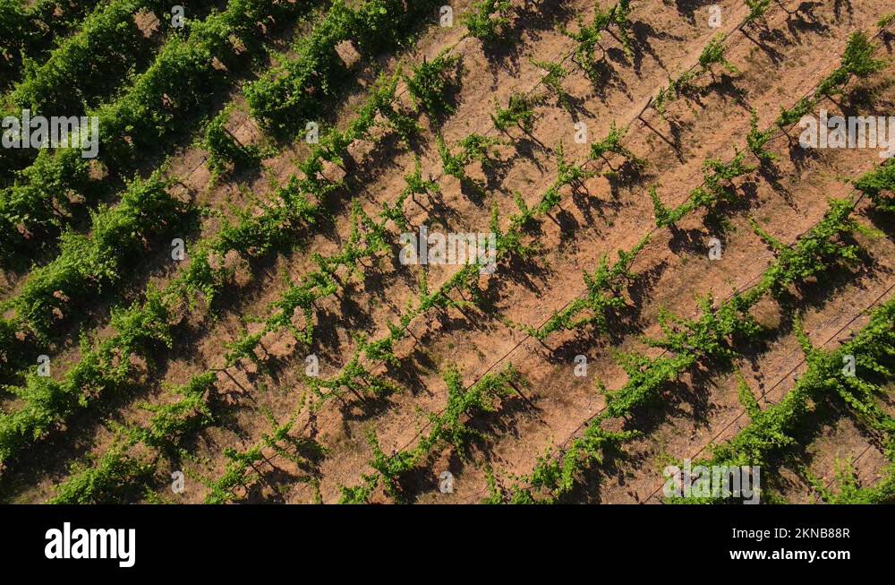 Portuguese vineyard Stock Videos & Footage - HD and 4K Video Clips - Alamy