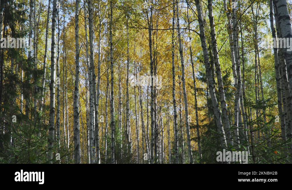 Birch tree in deciduous forest Stock Videos & Footage HD and 4K Video