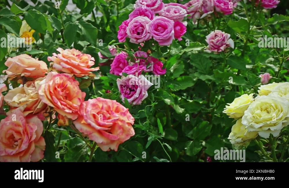 Dying rose garden Stock Videos & Footage HD and 4K Video Clips Alamy