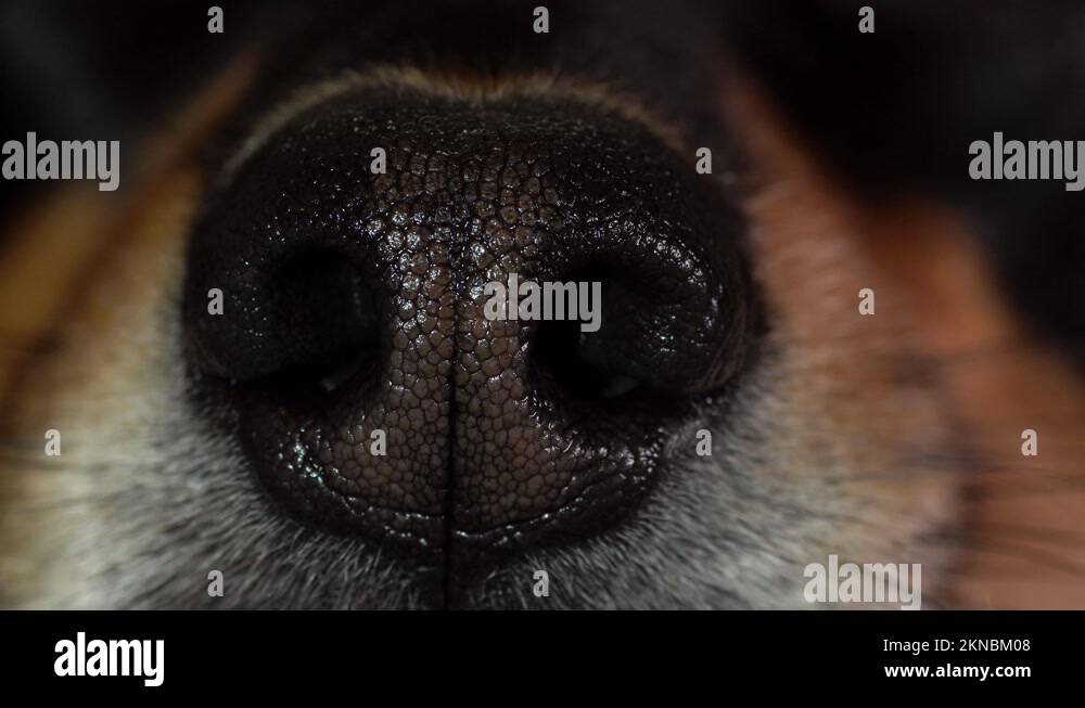 Dog nose anatomy Stock Videos & Footage HD and 4K Video Clips Alamy