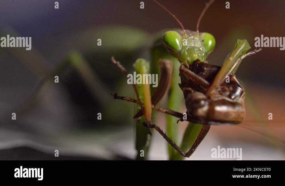 Praying mantis exoskeleton Stock Videos & Footage Biology Diagrams
